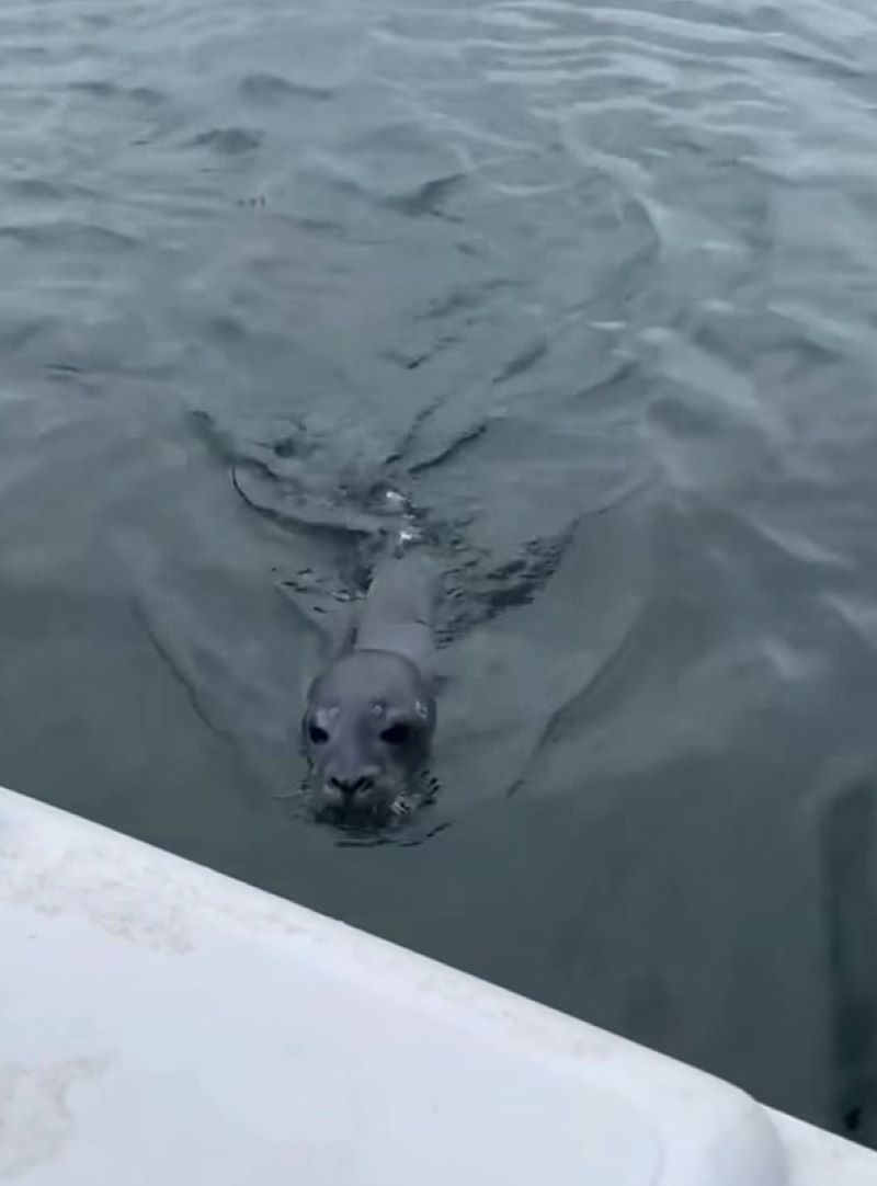 seal swimming