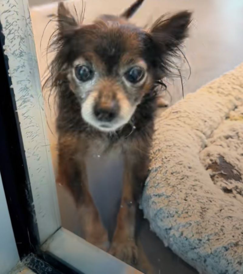 senior dog