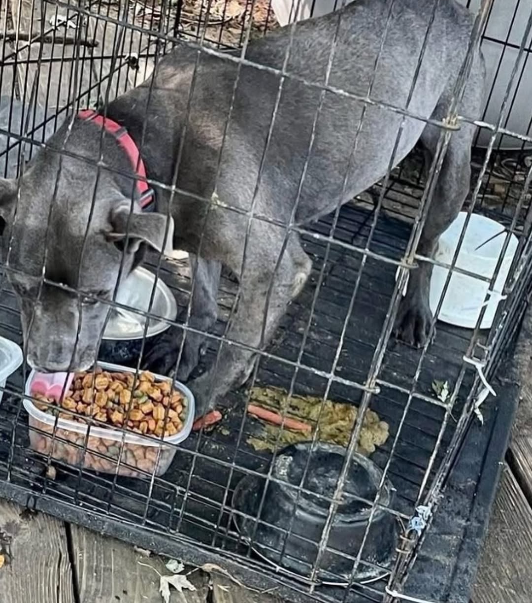 senior dog in crate