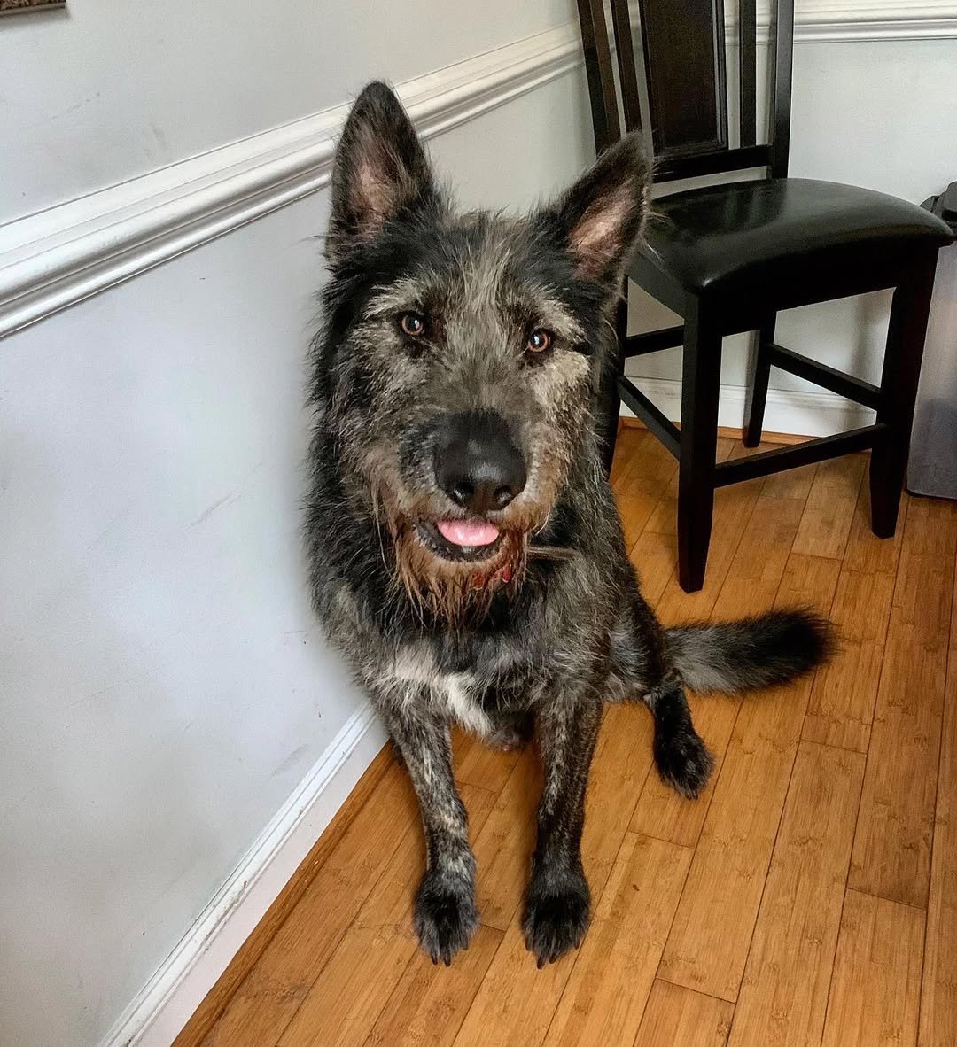 senior dog in house