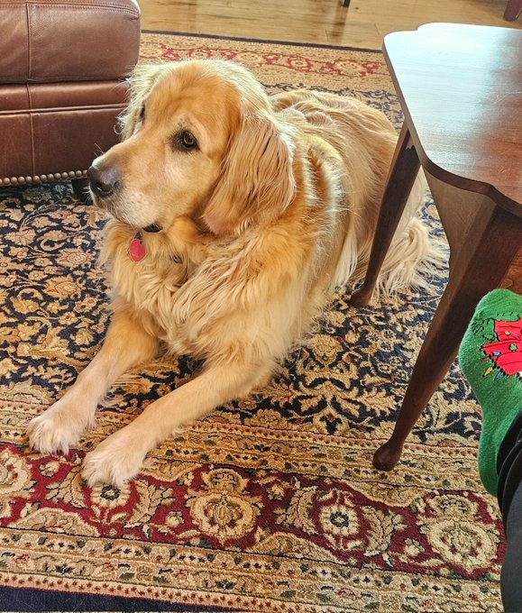senior dog laying on rug