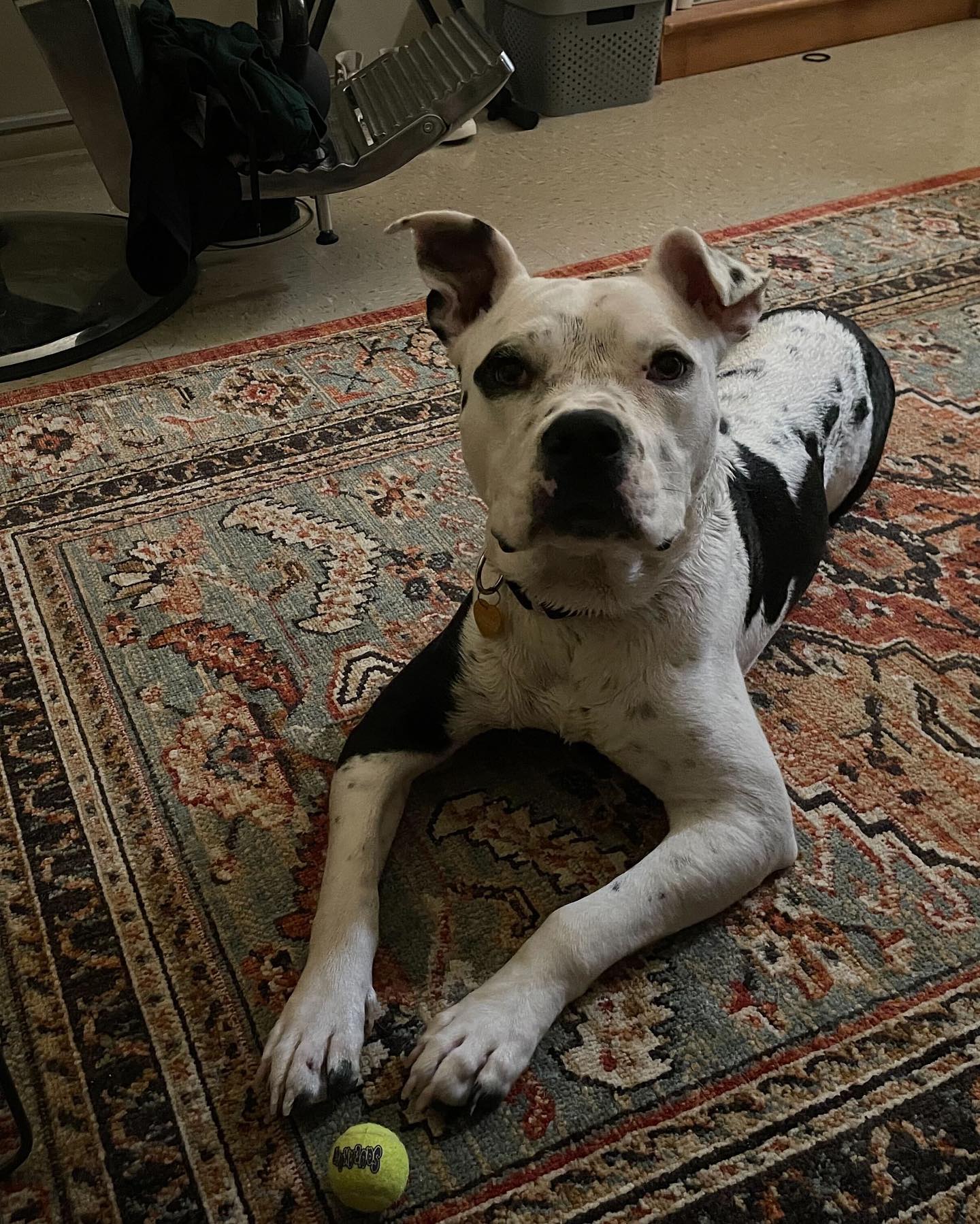 senior dog laying on rug