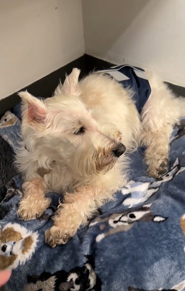 senior dog lying on blanket
