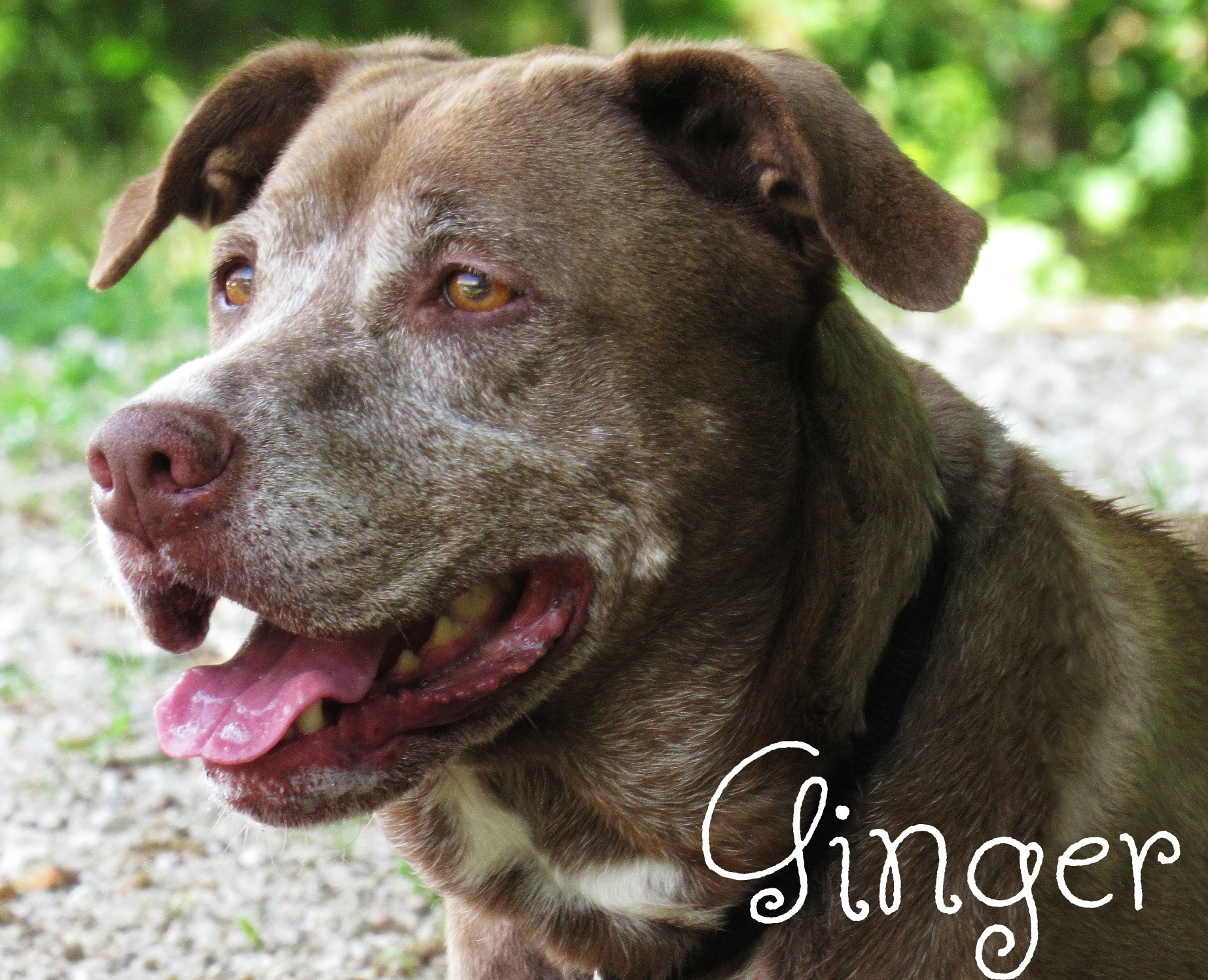 senior dog named ginger