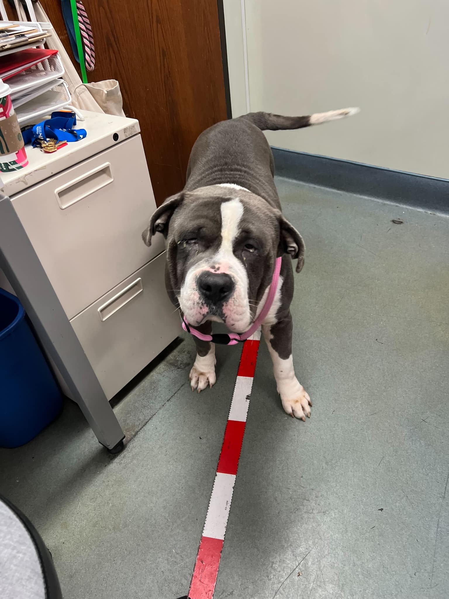 senior dog on leash