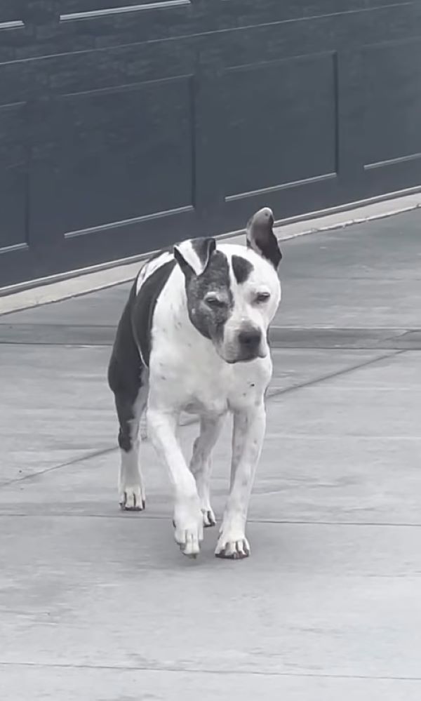 senior dog on road