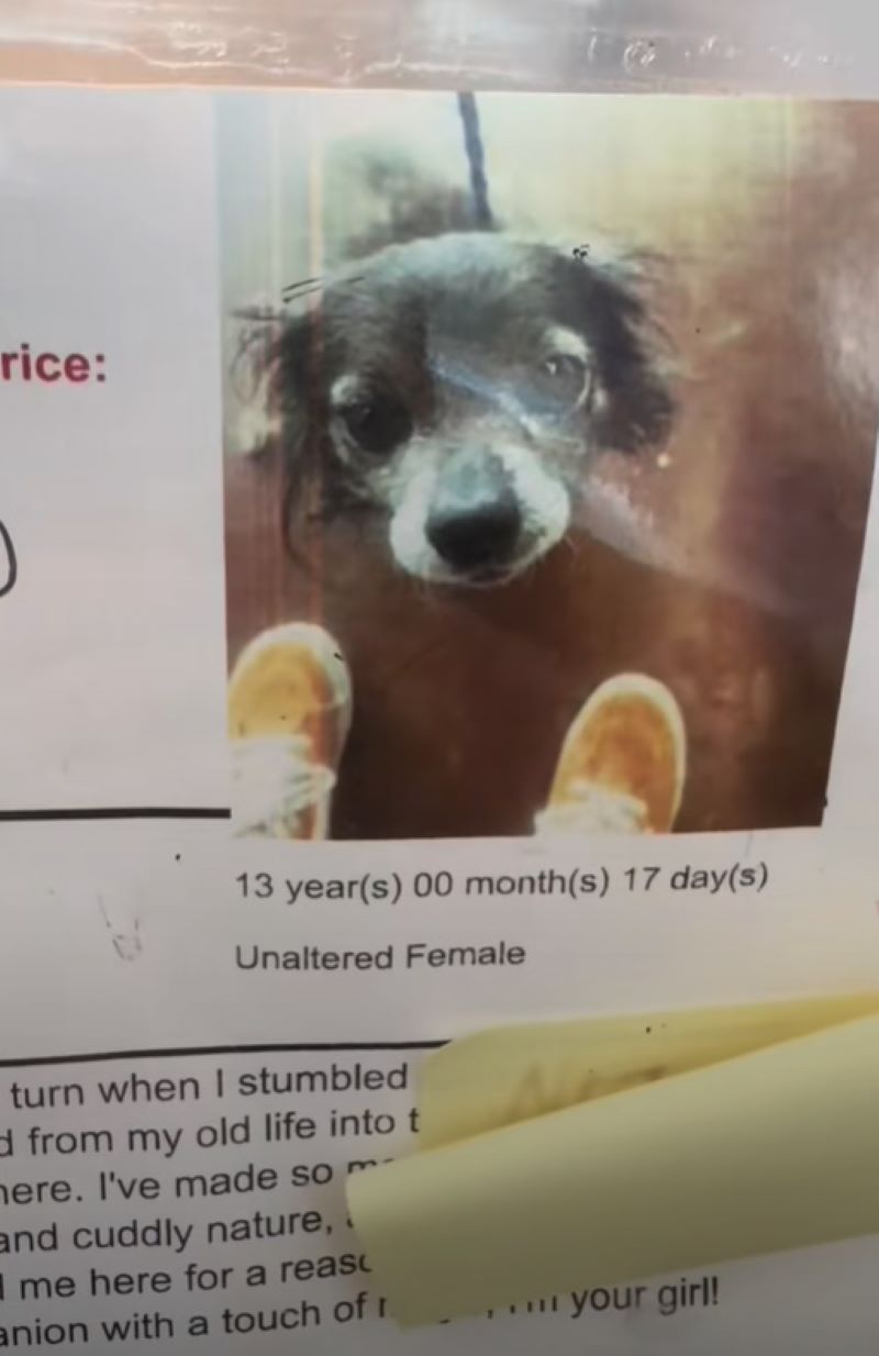 senior dog poster