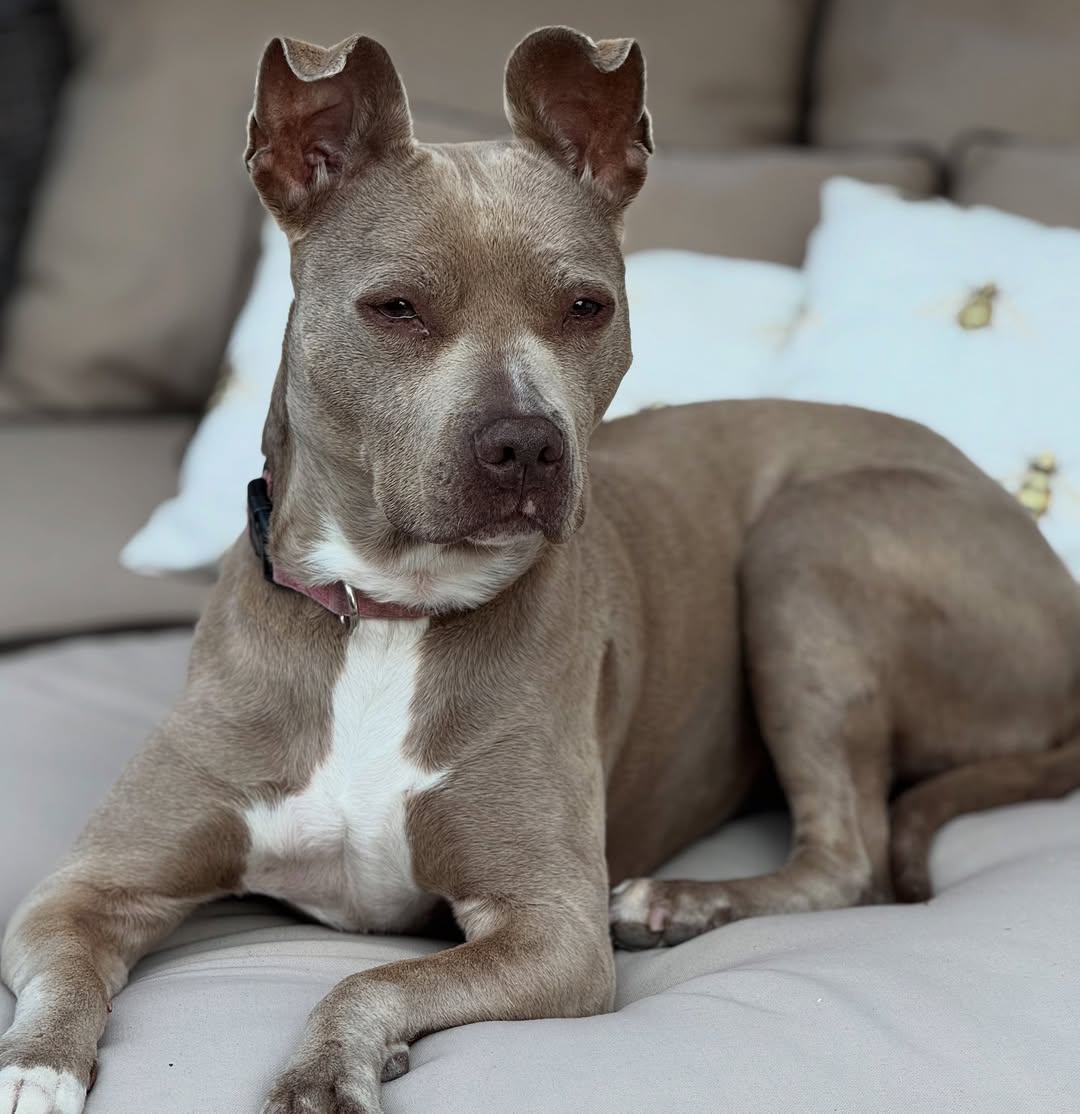 senior pit bull