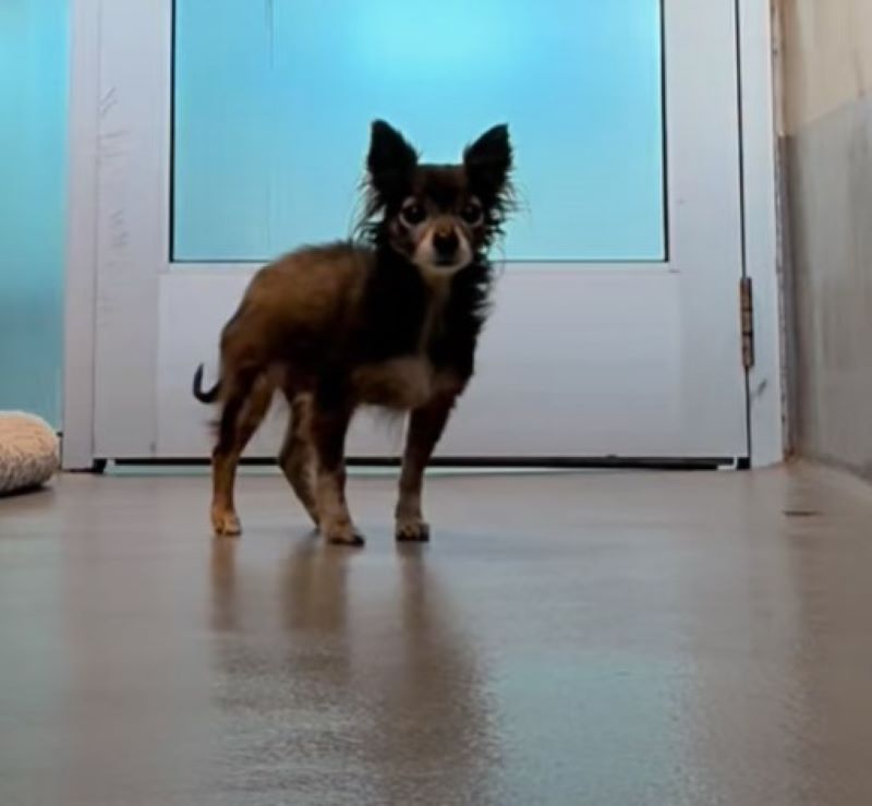 senior shelter dog