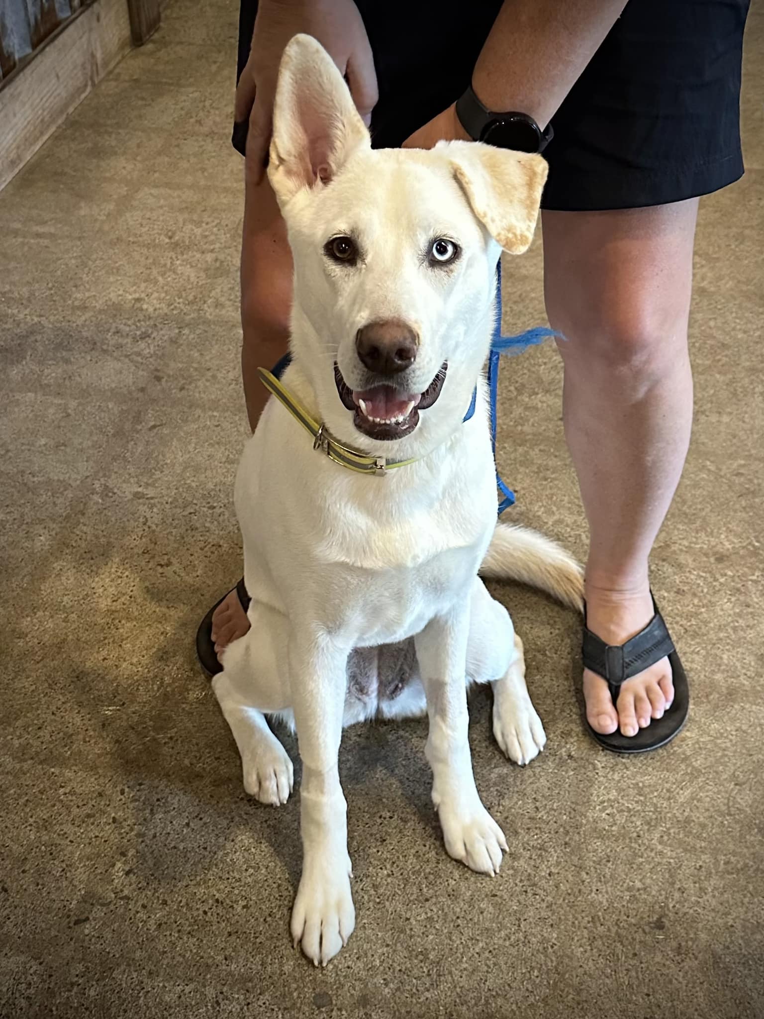 senior white dog
