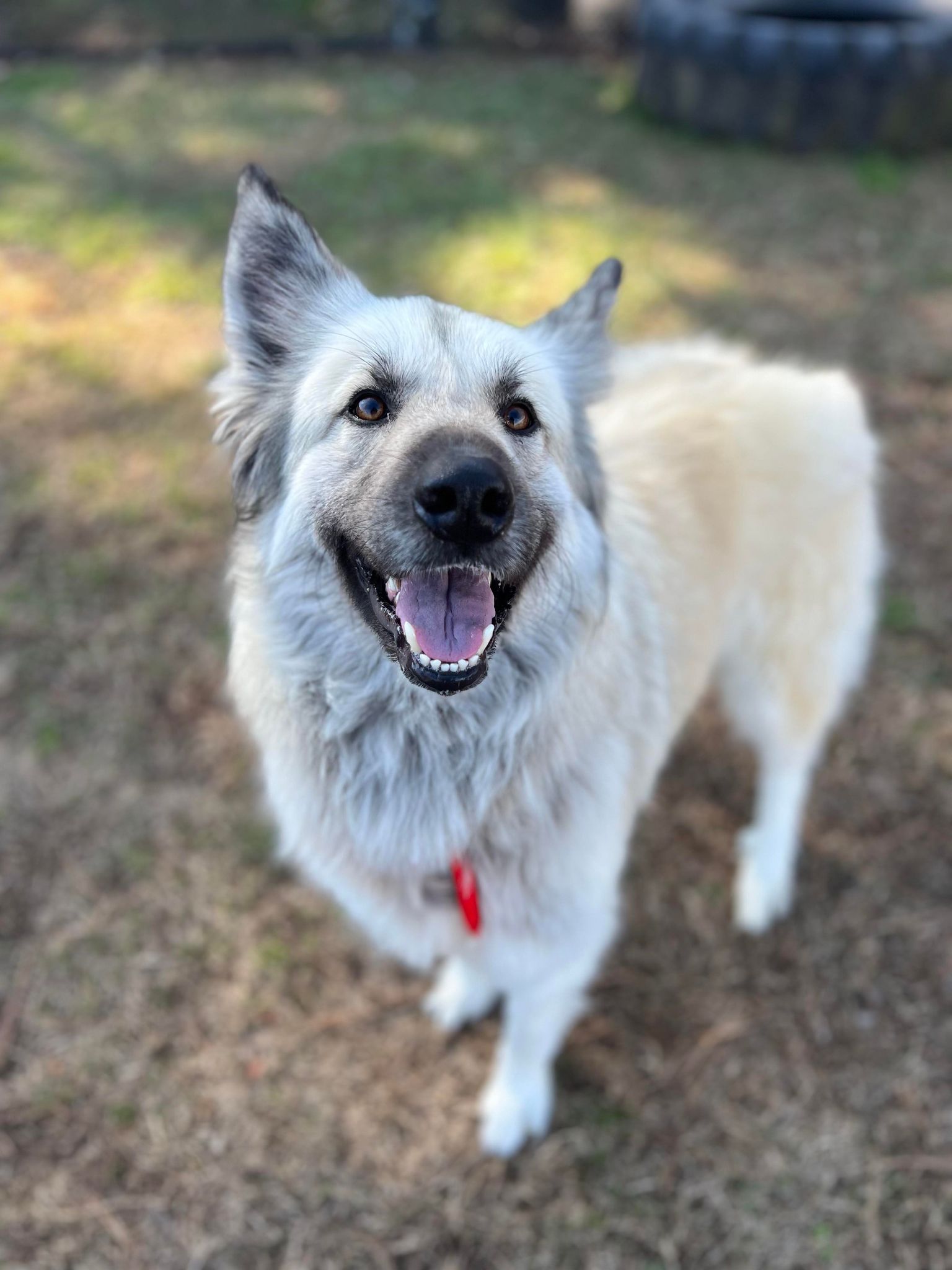 senior white dog
