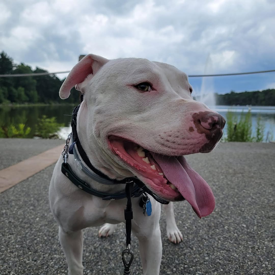 senior white dog