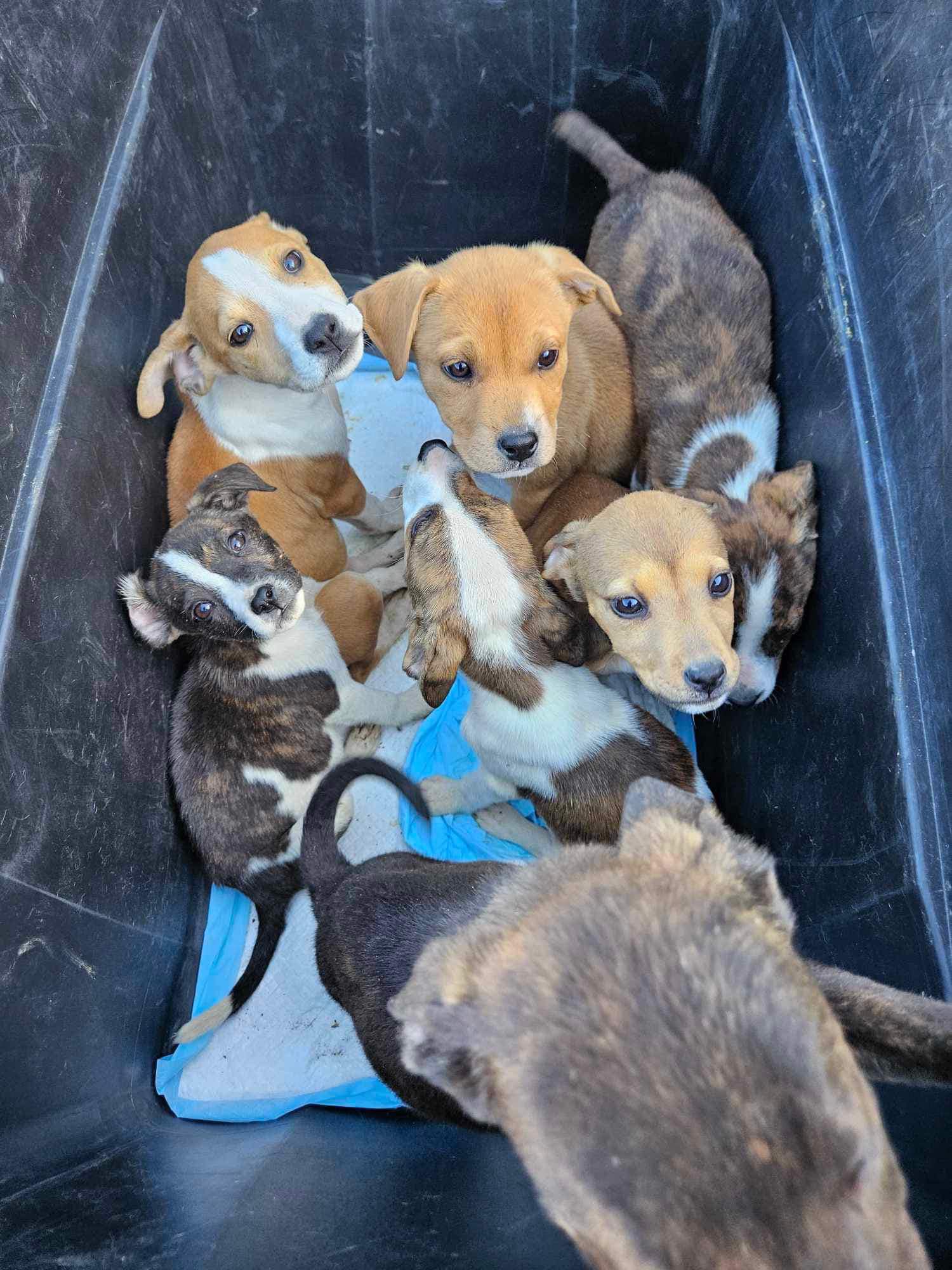 seven tiny puppies in a bin 