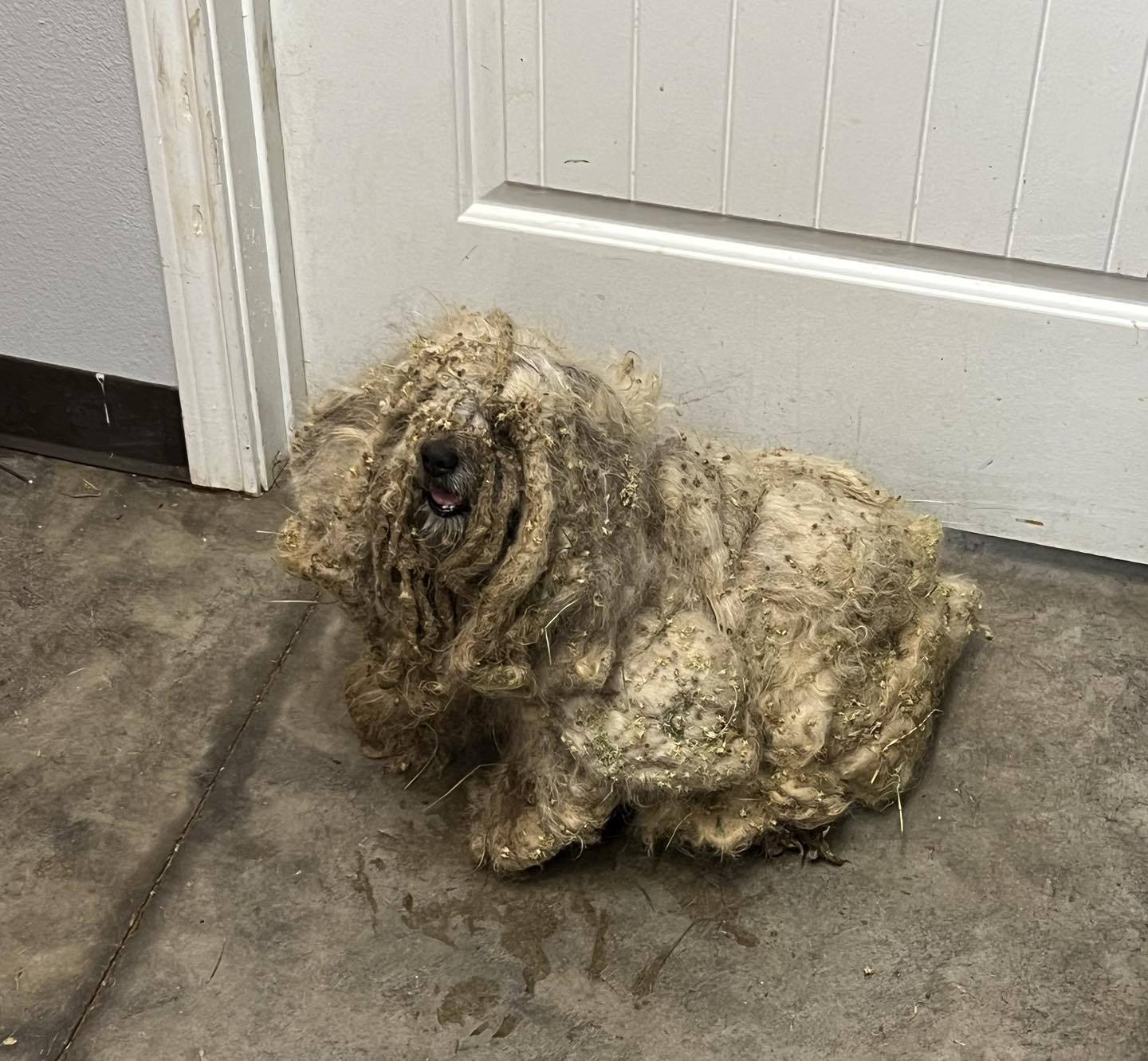 severely matted dog