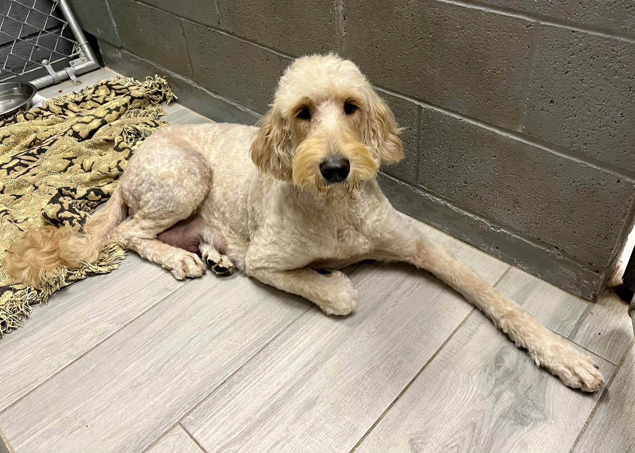 shaved dog lying on the floor