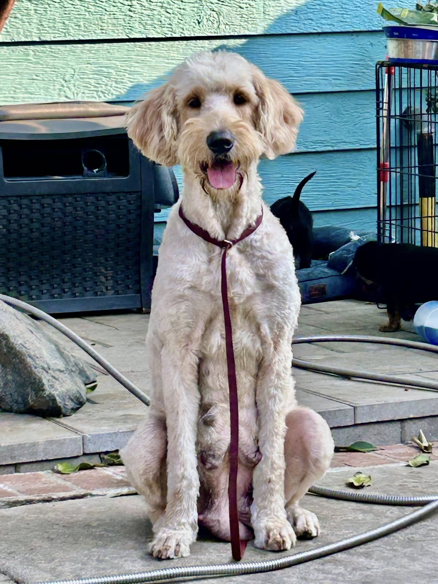 shaved dog sitting outside