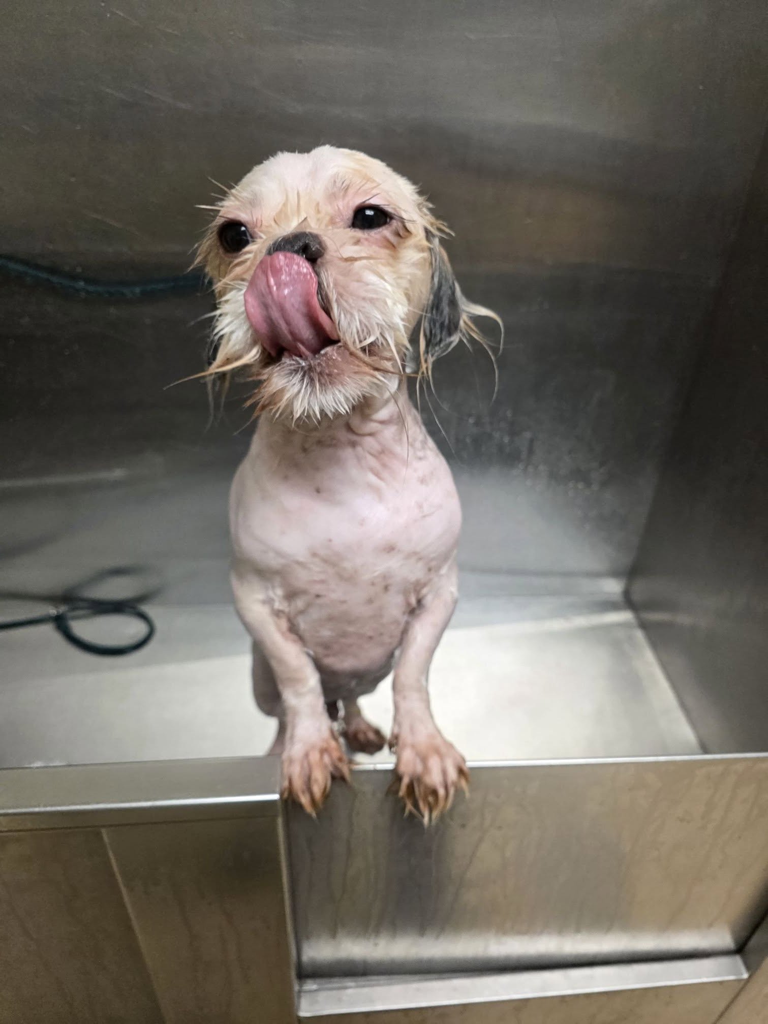 shaved white dog