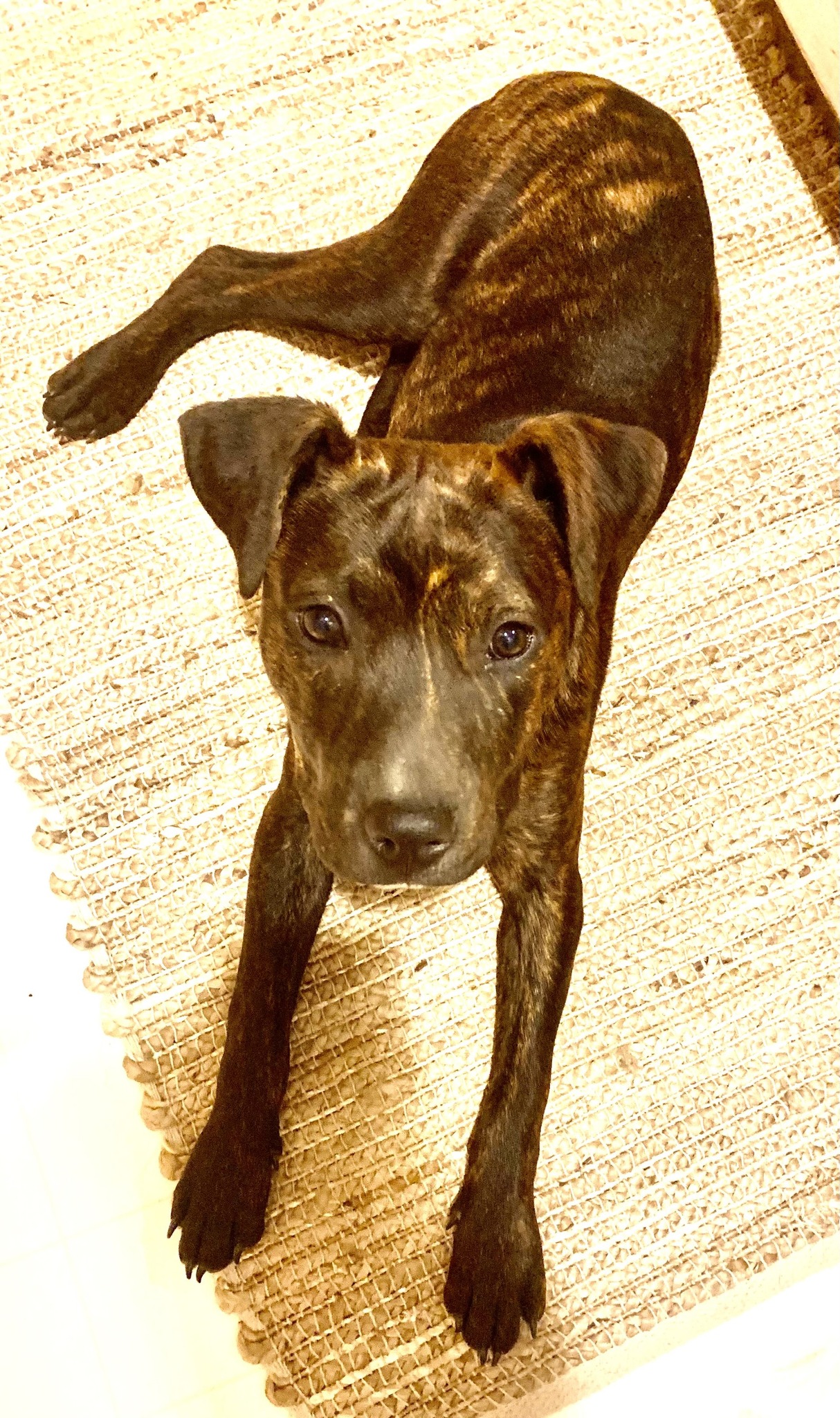 shelter dog lying on the floor