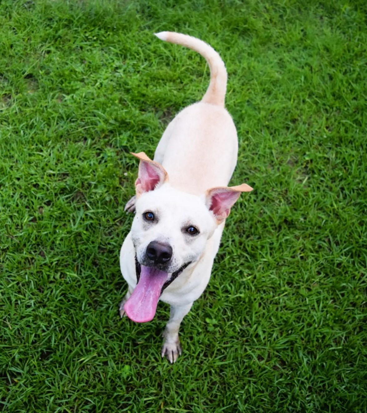 shelter dog smiling in grass