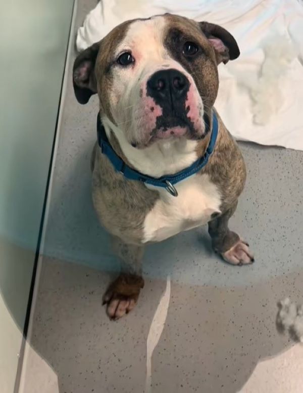 shelter dog with blue collar