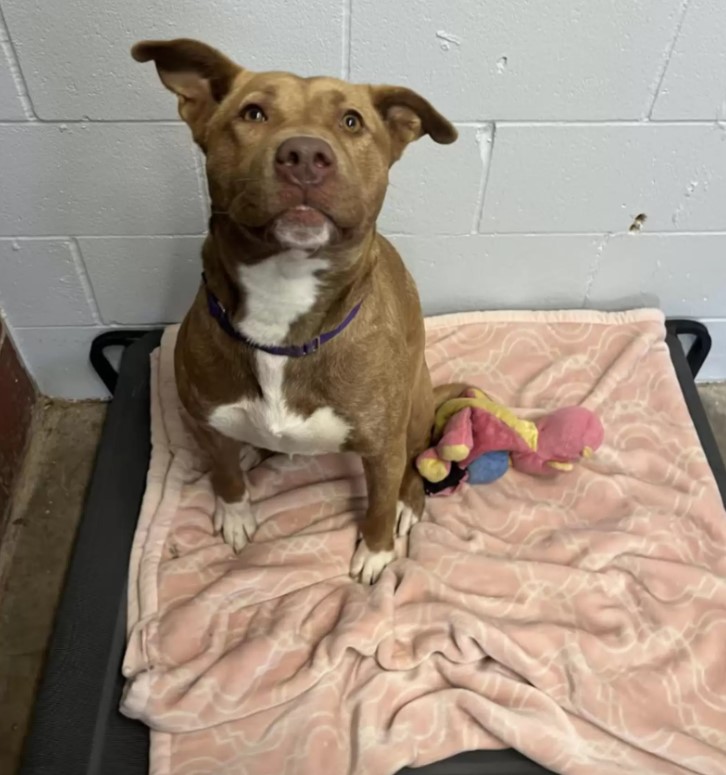 shelter dog with his toy