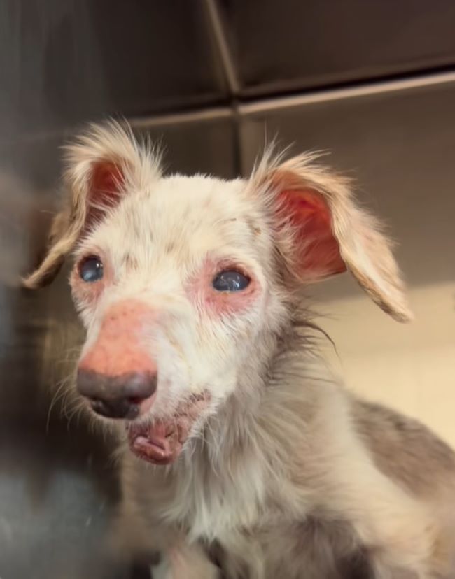 shelter white dog