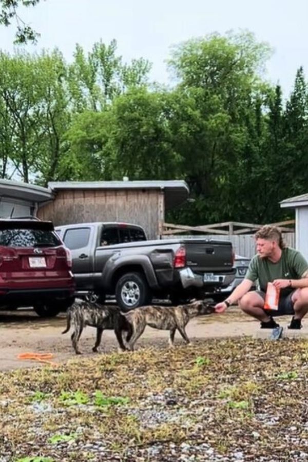 shelter worker with scared puppies 