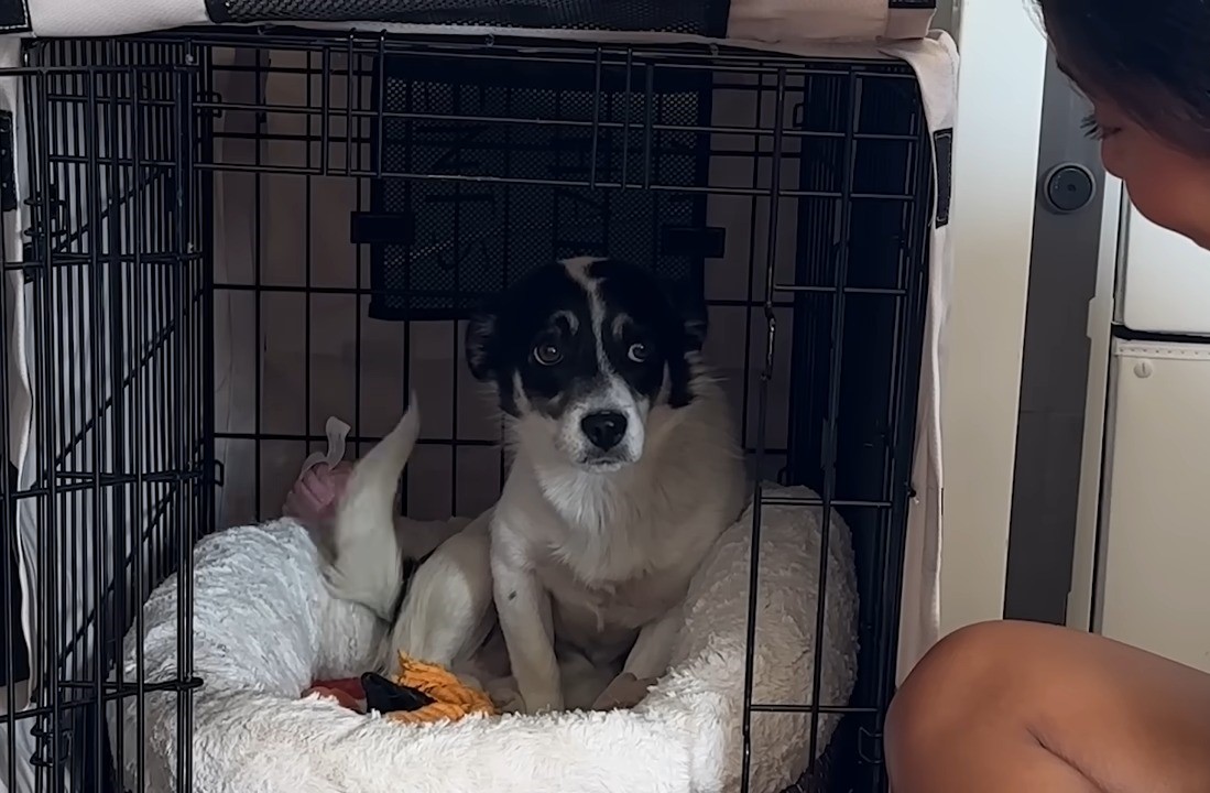 shy dog