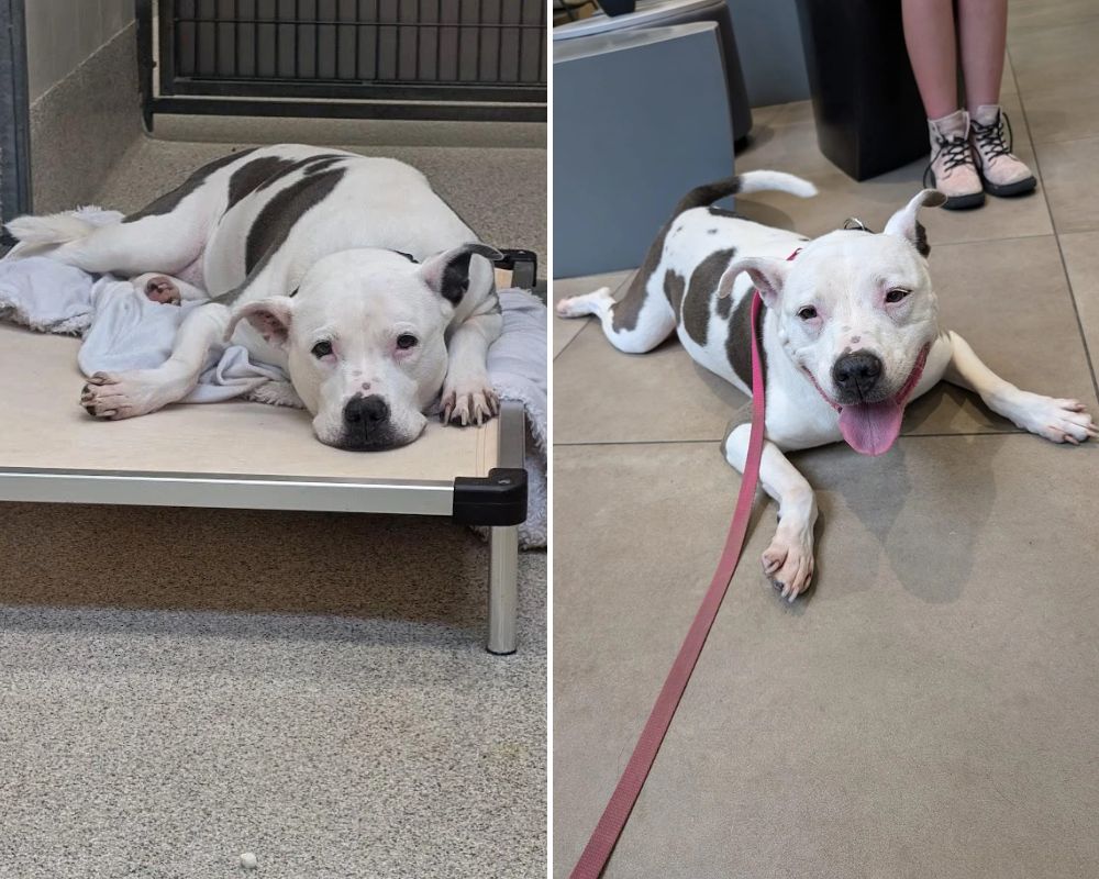 side by side photo of a sad and happy dog
