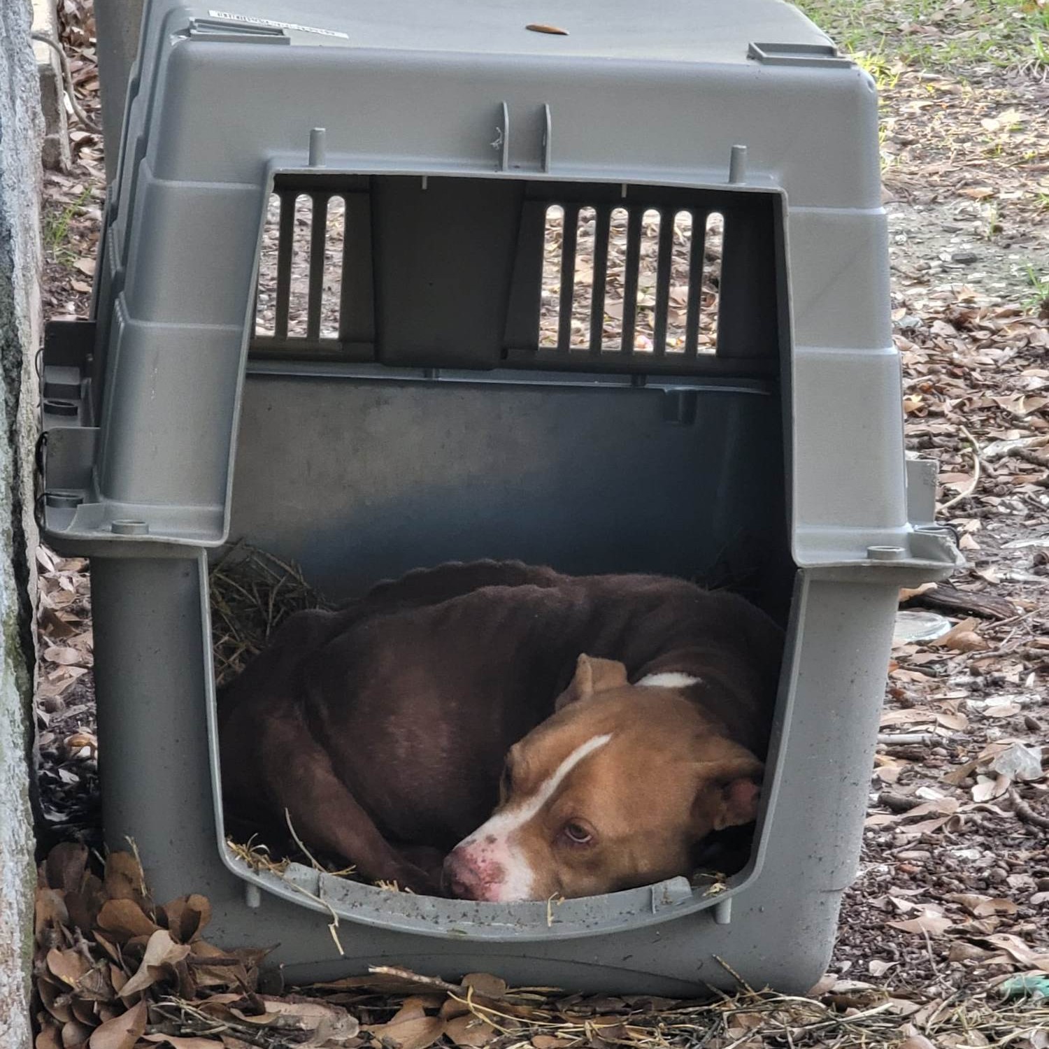 skeletal dog found abandoned
