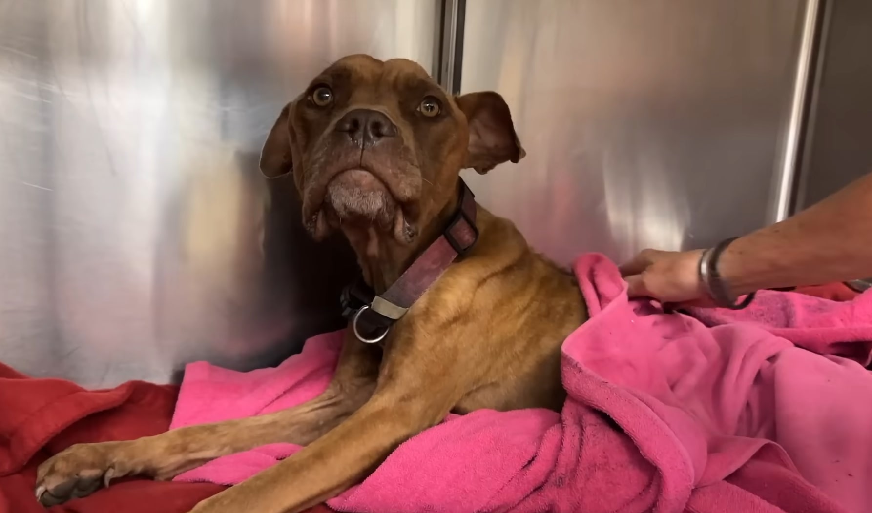 skinny brown dog
