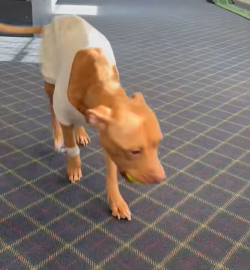 skinny brown dog