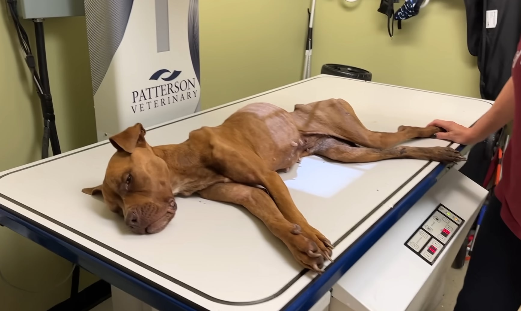 skinny dog at vets