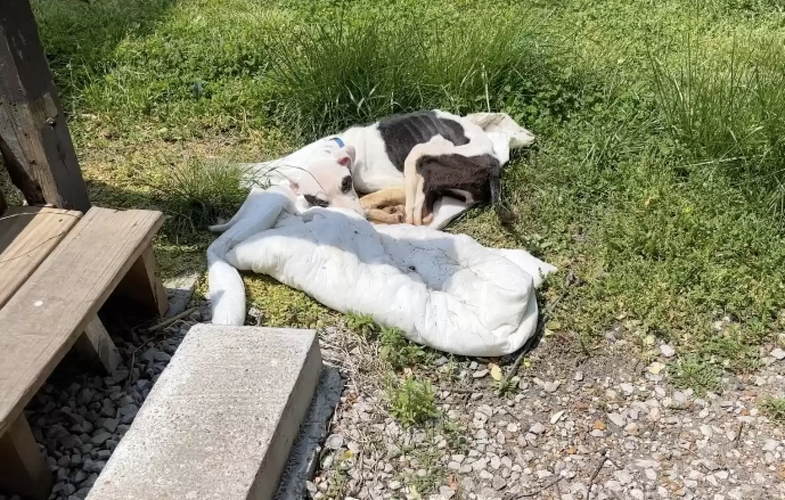 skinny dog laying on ground