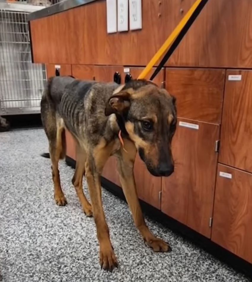 skinny dog on leash