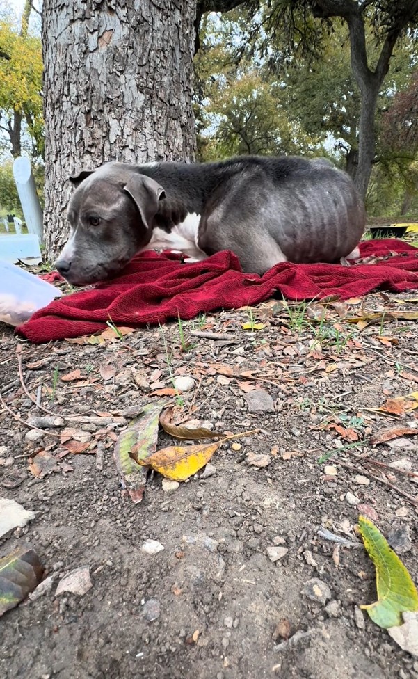 skinny gray dog