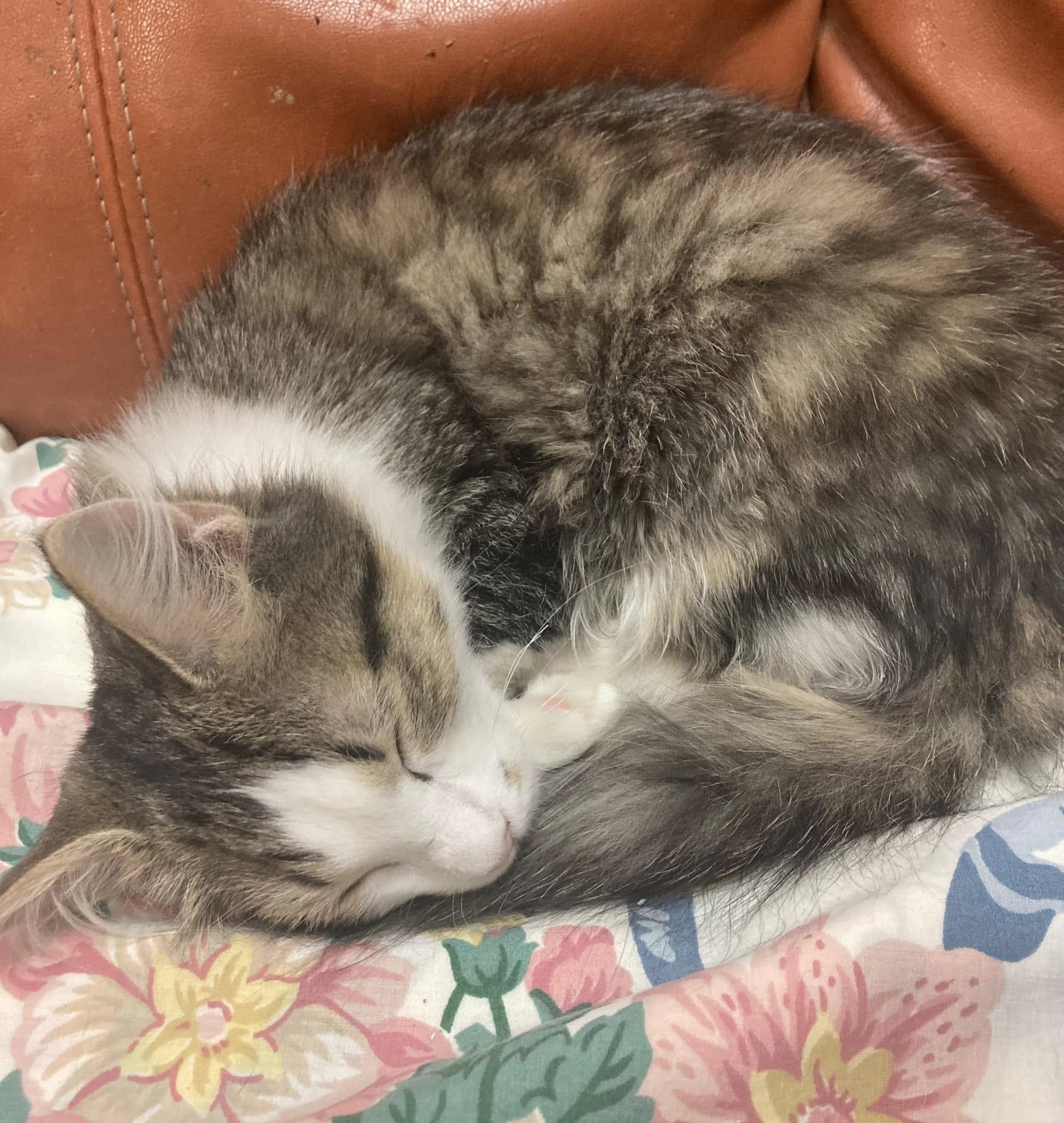 sleeping cat