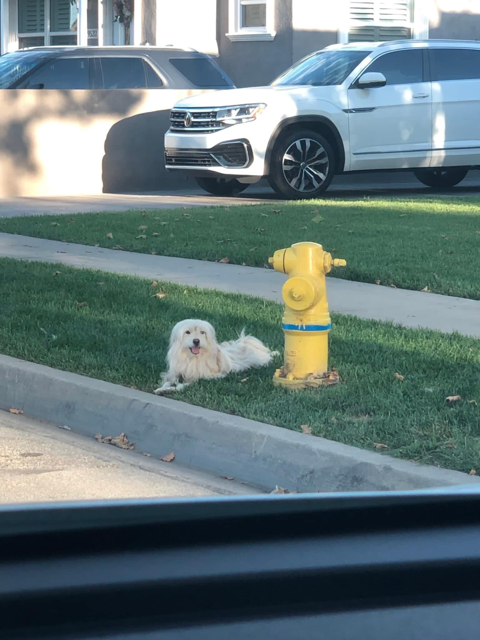 small dog next to hydrant 
