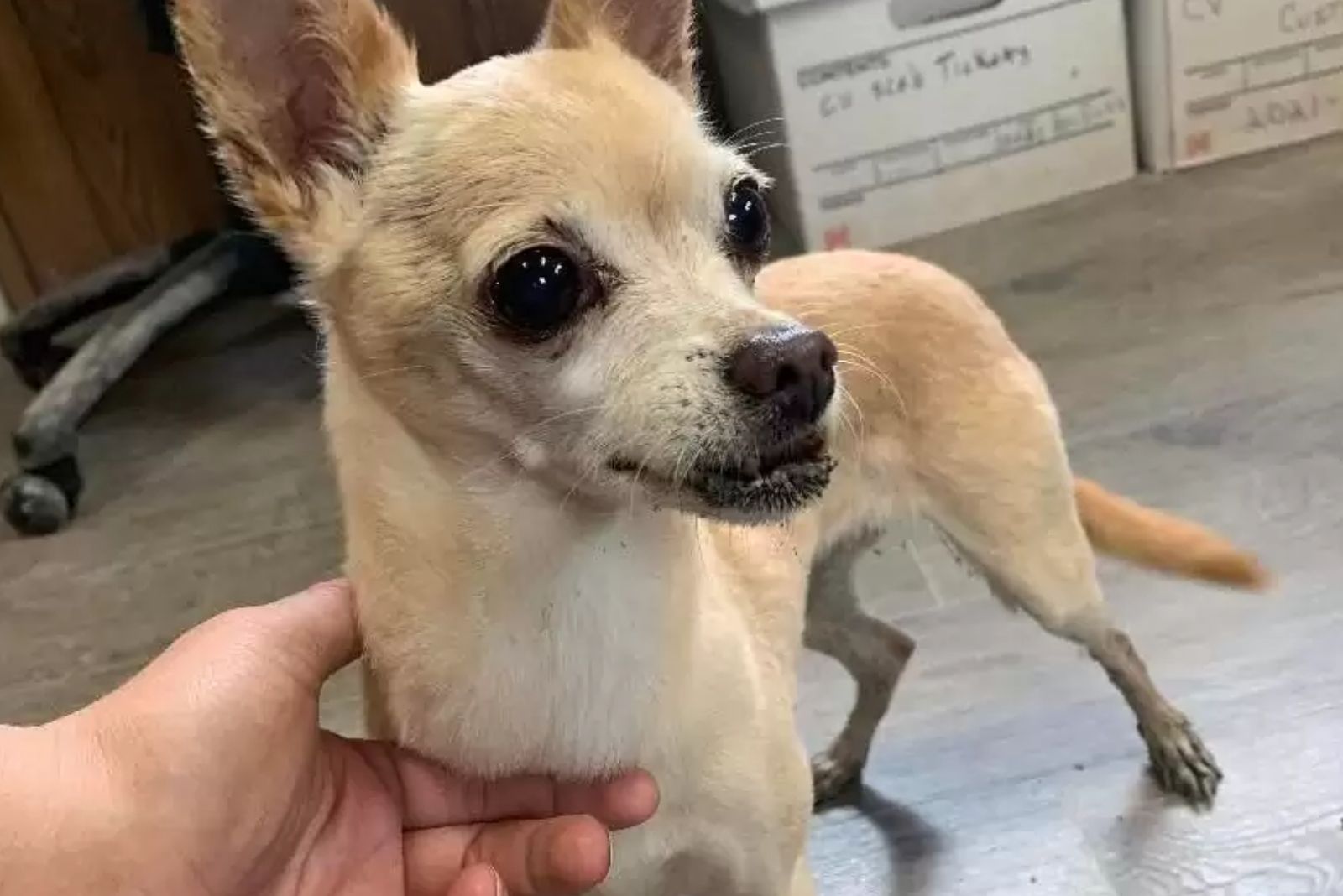small dog 