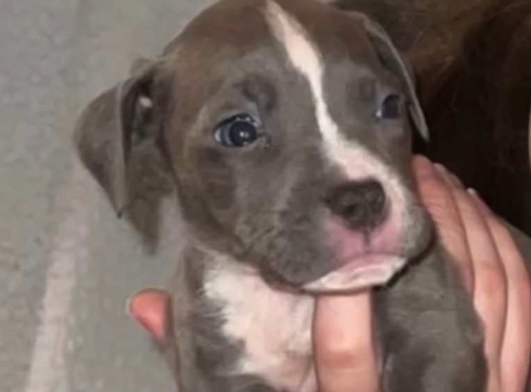 small grey and white puppy