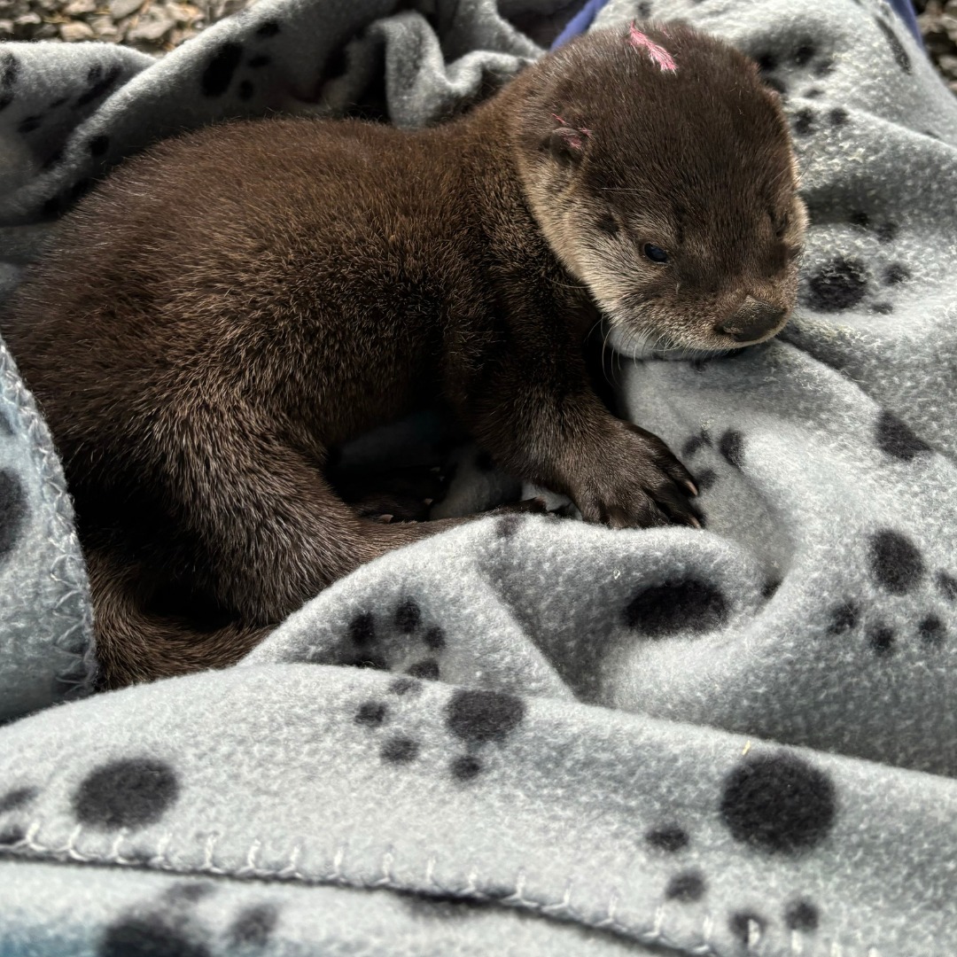 small otter on blanket