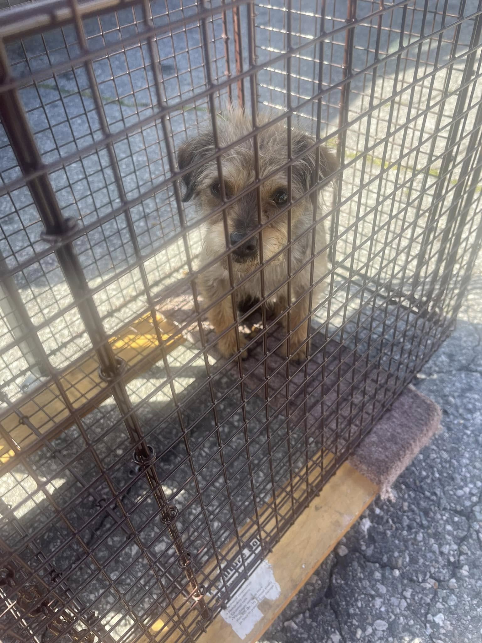 small puppy in a crate 