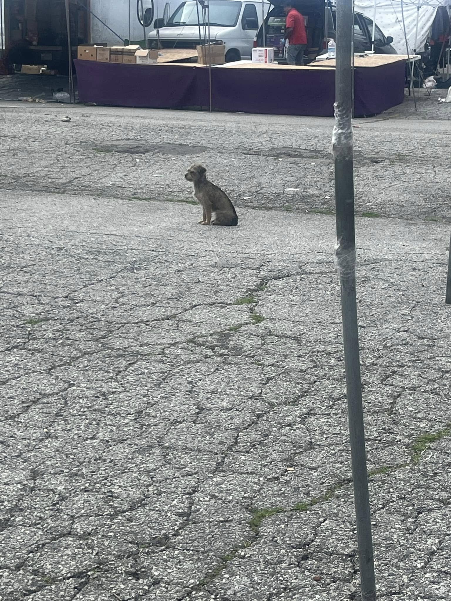 small puppy in a crowded area 