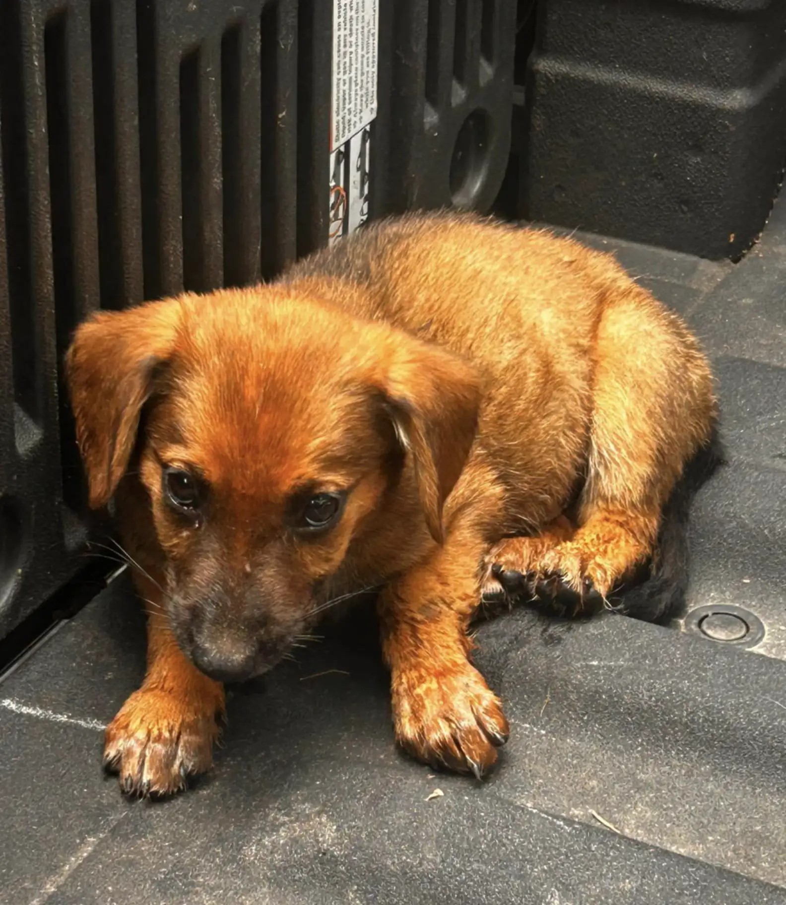 small puppy on the stairs