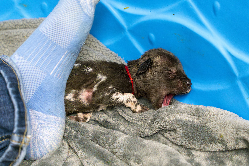 small puppy