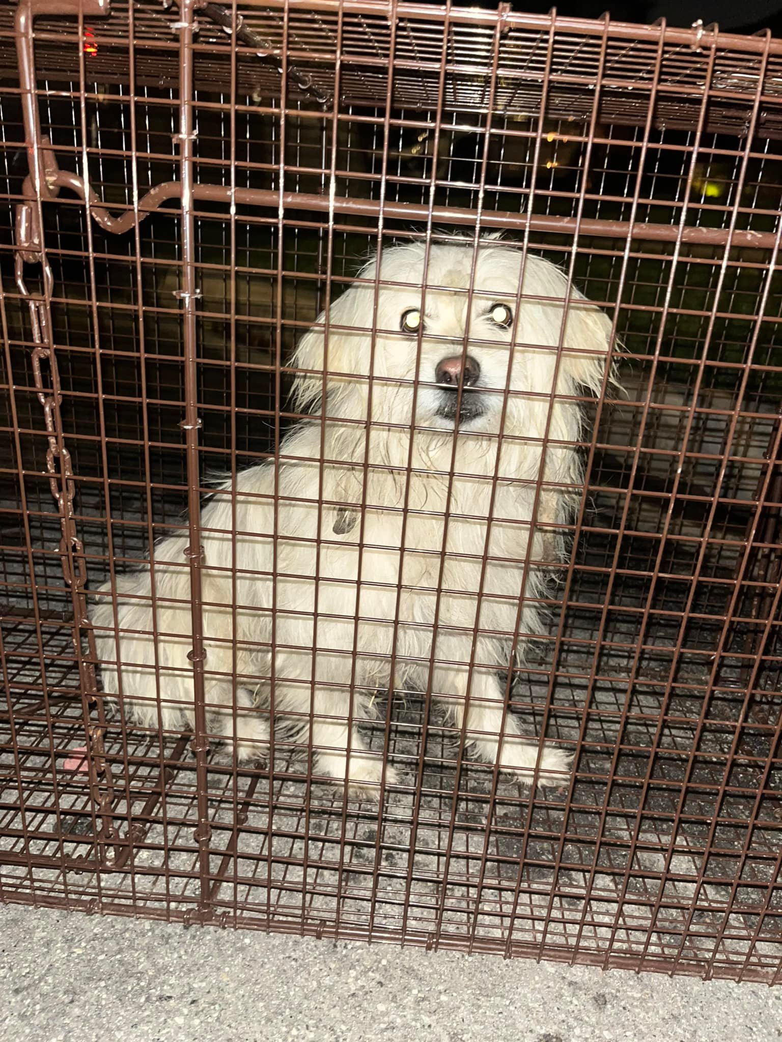 small white dog in crate 