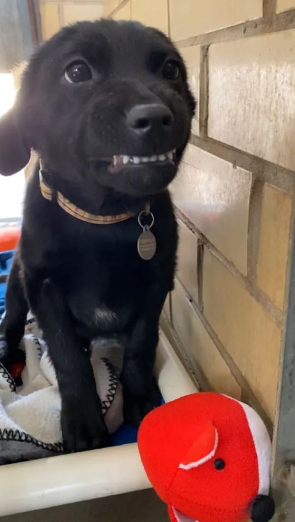 smiling puppy looking from the kennel