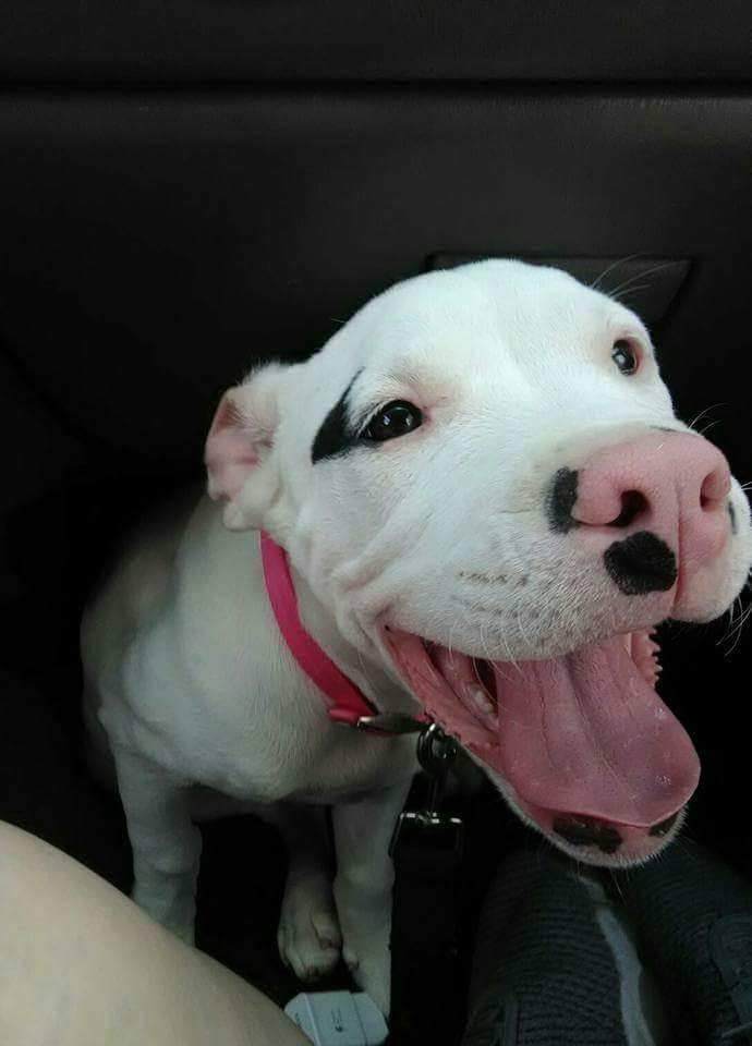 smiling white pup