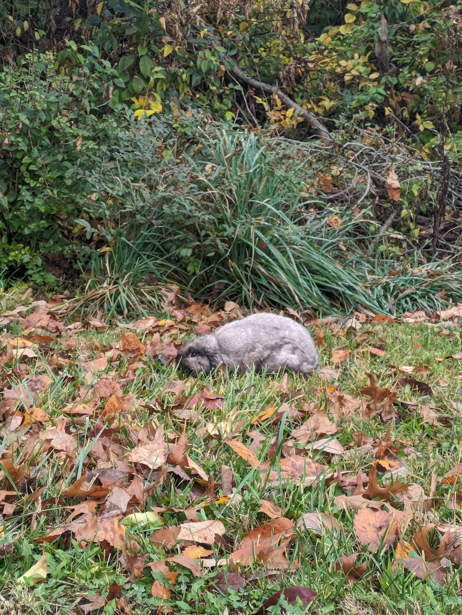 something fluffy curled up