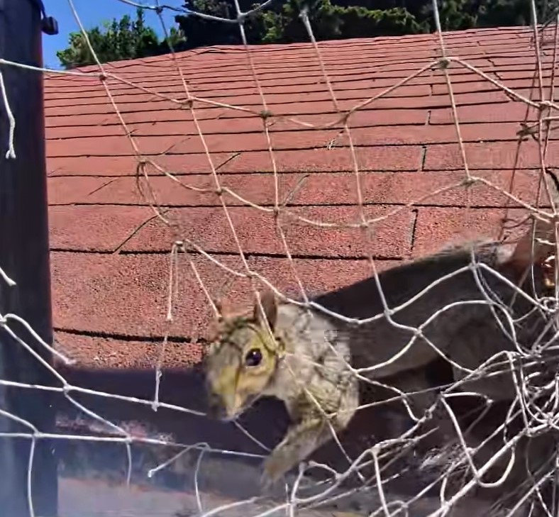 squirrel in net